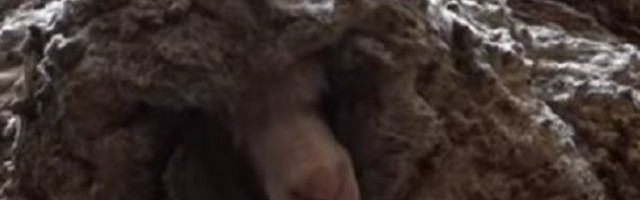 Nađena ovca sa čak 35 kilograma vune na sebi, jedva su joj spasili život!