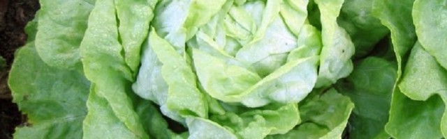 Kupio zelenu salatu u supermarketu i doživeo šlog nakon onoga što mu je iskočilo iz iste!