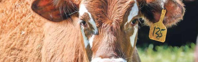 Србија добија нови закон о сточарству усклађен са ЕУ