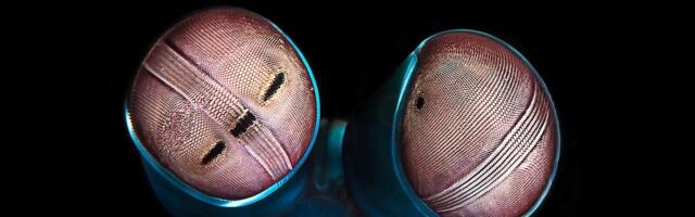 Zašto je evoluiralo toliko različitih očiju? Simulacija nalik video-igri mogla bi dati odgovore