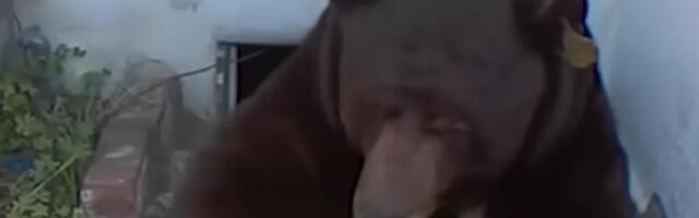 MEDVED SE ČOVEKU "USELIO" ISPOD KUĆE! Kamere snimile neverovatnu scenu, a kada su došli "šinteri" - nastala JOŠ VEĆA ZABUNA (VIDEO)