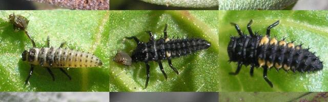 Invazivne vrste: Insekti su i žrtve, a ne samo napadači