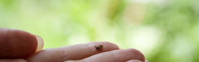 Gradska čistoća danas sprovodi akciju suzbijanja krpelja