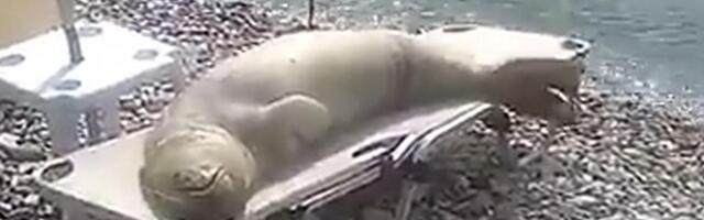 Dođeš na more, a foka ti "otme" ležaljku (VIDEO)