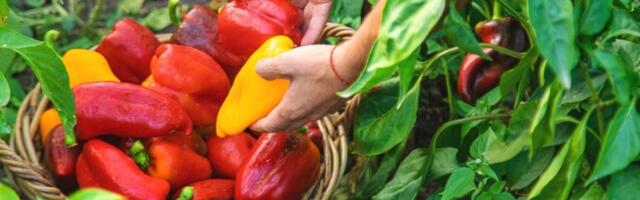 Paprika vam dobro napreduje, ali plodova nema? Evo šta je UZROK