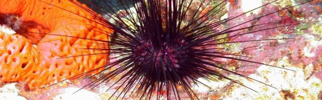 Morski ježevi kod Kanarskih ostrva na ivici izumiranja zbog nepoznate bolesti