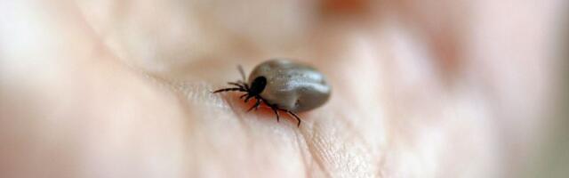 Počeli tretmani protiv krpelja na teritoriji Novog Sada: Akcije i u narednim danima