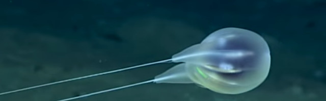 Misteriozna životinjska vrsta otkrivena pomoću snimka visoke rezolucije (VIDEO)