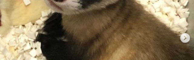 Amerikanci klonirali još jednu životinju, ali ovaj put je u pitanju tvor i to na ivici izumiranja!