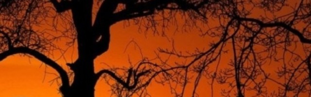 Lav dobija neočekivani novac, Škorpija u ljubavnom zanosu, Vodolija će kod lekara
