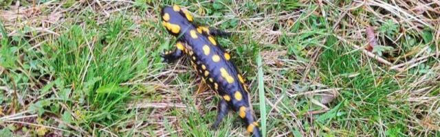 Ko ubije bubamaru plaća 15.000, za leptira 10.000. Kazne za ubijanje životinja idu i do milion dinara