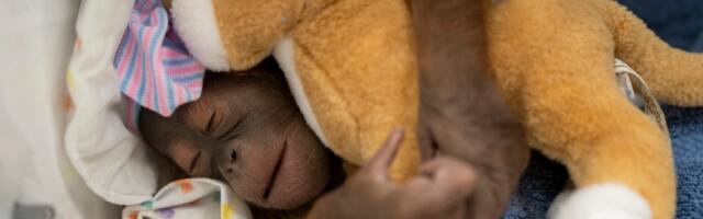 Florida: Rođeno mladunče bornejskog orangutana, kritično ugrožene vrste
