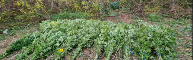 Pronađeno 400 stabljika kanabisa, uhapšen muškarac