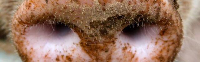 Leševi svinja ostavljeni na deponiji kod Bogatića, inspekcije izašle na teren