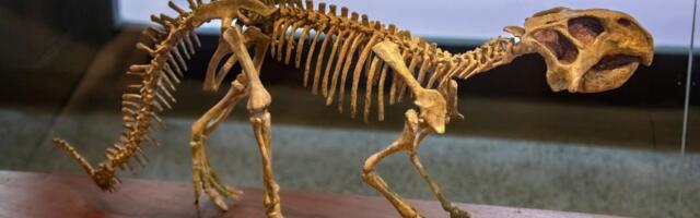 Naučnici rešili misteriju posle četiri decenije: Pronađen prvi poznati fosil dinosaurusa