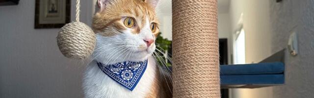 Danas je Međunarodni dan mačaka: Evo zbog čega su posebne i zašto ih toliko volimo