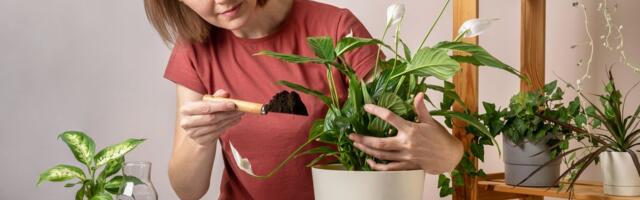 6 saveta dizajnera za korišćenje sobnih biljaka u uređenju doma: Pretvorite svoj prostor u oazu mira