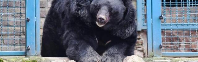 ŠTA ZNAČI KAD NA SRETENJE PADA KIŠA? Naši stari verovali su ovako! Ali medved ima poslednju, čeka se šta će on da "kaže"