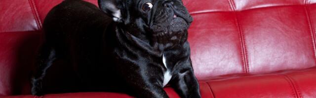 DEMONSKI ZVUCI iz mračne sobe: Francuski buldog svojoj vlasnici priredio NOĆNU MORU