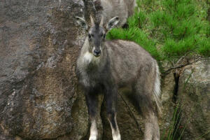 Рајски врт на 38. паралели и "ничијој земљи"