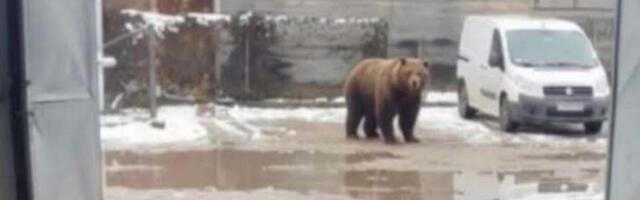 NEPOZVANI GOST DOŠAO DO INDUSTRIJSKE ZONE U ZLATIBORSKOM SELU: Zaposleni se preplašili kada su ga videli (foto)