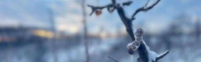 Kraljevo kao zona MAGIJE: Snimljen neverovatan prizor u centru grada, između smetova snega, pojavila se ONA