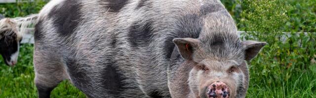 Nikšićani u čudu: Italijanka prošetala "člana porodice", prase iz Vijetnama na povocu