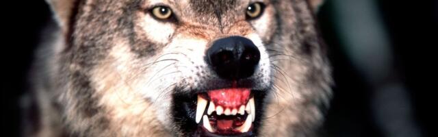 DRAMA U HAMBURGU Divlja zver lutala ulicama i parkovima, a onda je usledio JEZIV NAPAD