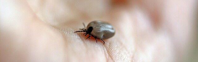 U ponedeljak i utorak prskanje protiv krpelja u Nišu