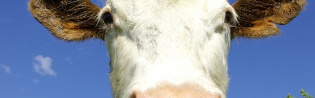 Stanovnici Zemlje koji osećaju bol i strah kao i ljudi