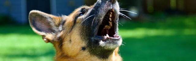 5 rasa pasa koje najbolje ŠTITE svoje VLASNIKE! Opasni su, ali odani