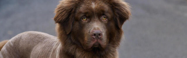 “Kakav lav, strašan lav!”: Preslatki njufaundlend izazvao paniku u Irskoj, mislili da je lav, reagovala i policija