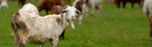 Tišina u torovima Tesalije: Hoće li epidemija opasne bolesti uništiti grčko "belo zlato"?