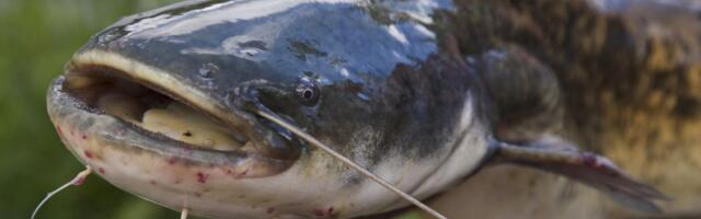 Dunav kod Smedereva krije prave nemani: Poznati alas ulovio kapitalca