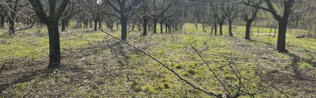 Ova voćka donosi i do 8 evra po kilogramu: Potražnja samo raste, idealna je za ulaganje u Srbiji