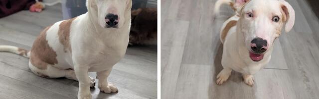 DOGA i KORGI postali roditelji: Vlasnica se kaje zbog propusta, internet oduševljen mešancima