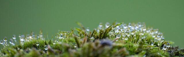 Mahovina preživela devet meseci u vakuumu svemira