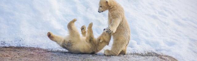 Dok sneg i led prave probleme Evropi, mečići u zoo-vrtu slave svoju prvu zimu: Ima li negde bolje zabave?