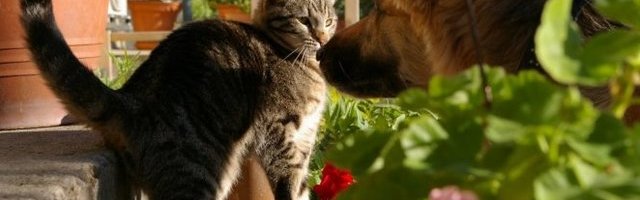 NESVAKIDAŠNJI PRIZOR! Miran san u njegovoj njušci! (Video)