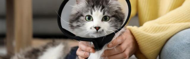 Dan sterilizacije i kastracije: Da li je teže uklanjanje reproduktivnih organa ili eutanazije u azilima