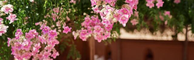 Puzavica koja cveta celo leto i privlači leptire: Jedna biljka pravi baštu koja izgleda živo, ne sređeno