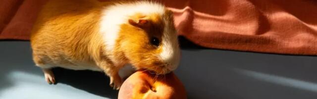 Da li morski prasići mogu da jedu breskve?
