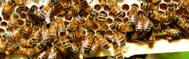 PČELE SU REŠENJE ZA AGRESIVNE ĆELIJE RAKA! Naučnici našli način da ISKORISTE OTROV INSEKTA U BORBI S OPAKOM BOLEŠĆU! Nažalost, nema efekta kod svih tipova kancera...