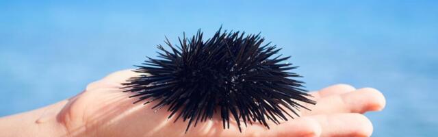 Kako lečiti ubod morskog ježa? Ako imate ove simtpome, hitno se javite lekaru
