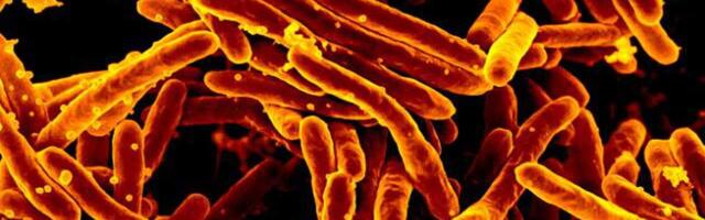 Biofizičkim trikom opstaju u ćelijama: Otkrivena tajna uzročnika bolesti koja ubija milion ljudi godišnje