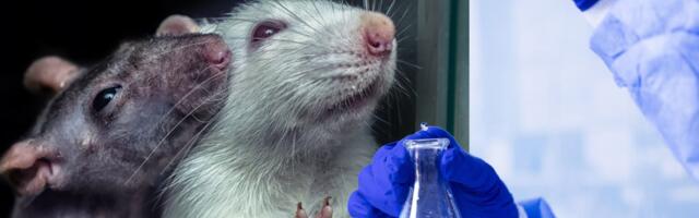 Zdravstveni efekti se zadržavaju 20 generacija nakon izloženosti pacova fungicidu