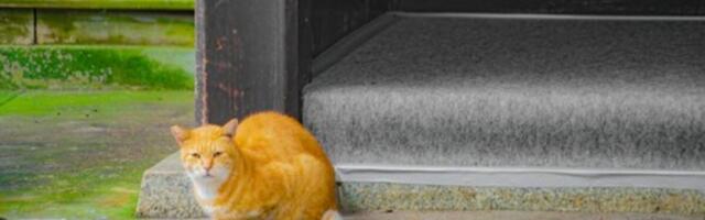 Komšijske mačke vam opsedaju dvorište? Stavite ovo na ogradu i više nikada neće prići