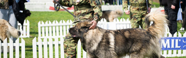 Изузетни резултати Центра за обуку паса на државном првенству