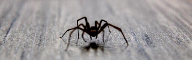 NEVEROVATAN PUT KRALJEVSKOG BLAGA Zlatni pauk iz Afrike krijumčaren u buretu za kisele krastavce - od simbola mača afričkih kraljeva do zaloga za život! (VIDEO)