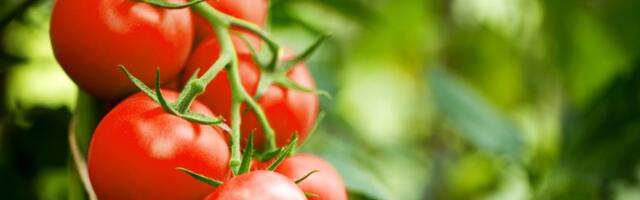 Sve vreme pogrešno sečete paradajz: Ovako se neće raspadati i dobićete savršene kriške (VIDEO)